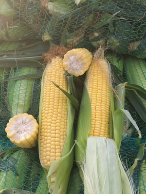 Насіння кукурудзи цукрової Світстар F1 SYN01NAS164 фото